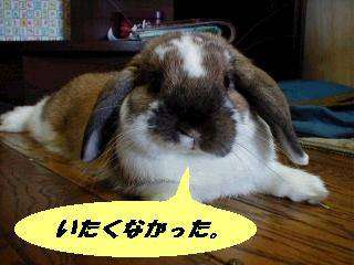 なずな